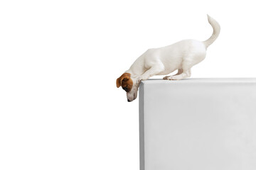 Portrait of dog, Jack Russell Puppy jumping down from box isolated over white studio background