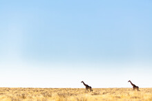 Two Giraffes In Wide Open Desert Landscape
