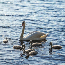 White Mute Swan Swimming In Blue Water With Its Fluffy Baby Swans - Cygnets