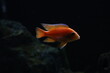 © RLobo_Fotografia - Cichlid colorful fish in aquarium