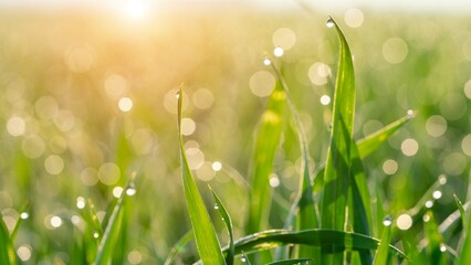 Wall Mural - grass with dew drops and rays of the rising sun