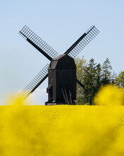 Old Traditional Wooden Windmill In A Canola Field On The Swedish Countryside In Scania, Sweden. Selective Focus.