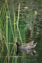 Moorhen Swims In The Pond Near Green Reeds. Common Moorhen - Gallinula Chloropus