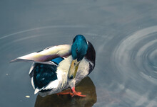 A Wild Duck In A Pond Cleans Its Wings.