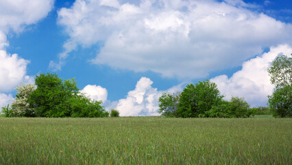 Wall Mural - spring field and blue sky with big white clouds .