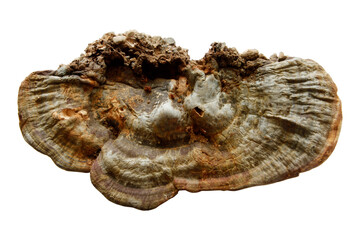 Large tree fungus. Mushroom studio shoot.