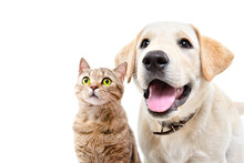 Portrait Of Cute Labrador Puppy And Cat Scottish Straight Together Isolated On White Background