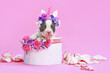 Blue pied French Bulldog dog puppy with unicorn headband with horn peeking out of box with flowers on pink background