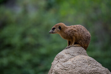 Sticker - Selective focus shot of a meerkat on rock