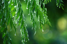 Closeup Shot Of Rain Drops On The Green Leaves Of A Tree On A Blurred Background