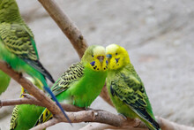 Closeup Of Two Budgerigar Parrots Perched On A Branch