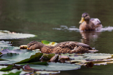 Poster - Closeup shot of cute ducks swimming in a pond