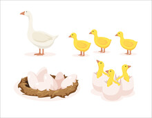 Vector Illustration Of White Geese, Yellow Goslings, Nest With Eggs And Goslings Hatched From Eggs On White Background. Poultry Farm With Natural Products In Cartoon Style.