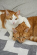 White and ginger cat making a hug with cute lazy ginger tabby cat on a bed with gray blanket near the pillow. Unique domesticated cats leisure time or rest concept. High quality photo