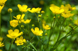 Fototapeta Kwiaty - yellow flowers in spring
