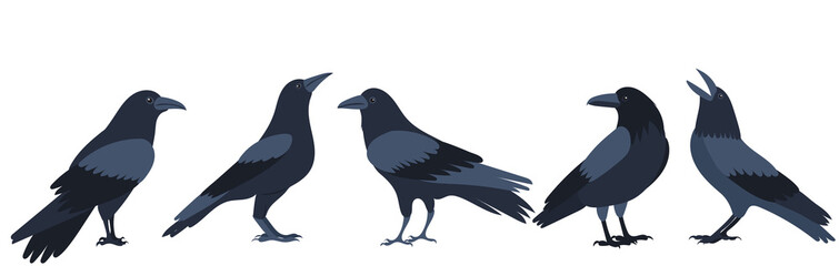 Sticker - crows flat design ,on white background isolated, vector