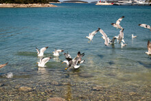 Group Of Seagulls Swimming In The Sea Near The Coast On A Sunny Day