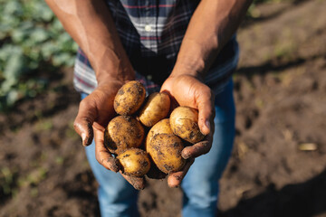 Midsection of african american mid adult male farmer holding raw potatoes at farm on sunny day