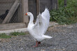 Closeup of a white domestic goose with flapping wings