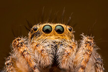 Close Up  Beautiful Jumping Spider  