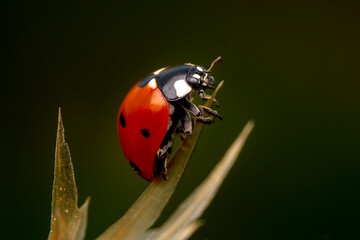 Wall Mural - Beautiful ladybug on leaf defocused background