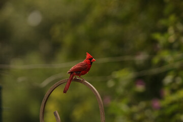 Poster - Close-up shot of a red northern cardinal  bird