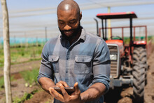 Smiling African American Bald Mid Adult Agronomist Using Digital Tablet In Greenhouse On Sunny Day