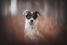 Cute Mixed Breed Dog Among Pink Grass Against A Foggy Forest. Close-up Portrait