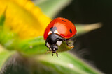Fototapeta Tulipany - Beautiful ladybug on leaf defocused background