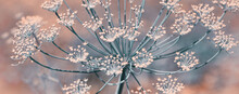 Close Up Of Blooming Dill Flowers Isolated On Blurred Background.