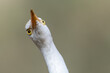 Cattle egret portrait, funny look
