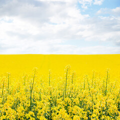 Canola field on blue cloud sky and sun spring background. Oilseed rape agricultural field. Field of yellow flowers. Rapeseed field in spring. square image