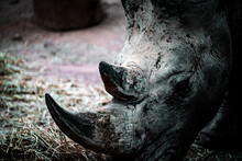 Close Up Portrait For Rhino In The Zoo 