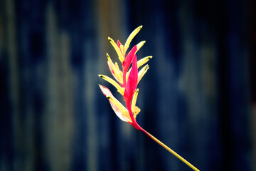 Wall Mural - Close Up beautiful Heliconia psittacorum flower