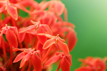 Wall Mural - Warm beautiful red Asoka (Saraca indica) flowers