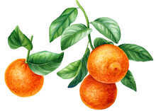 Set Of Hand Drawn Watercolor Mandarins And Oranges Fruit 