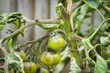 Tomato problems, blight. Tomato plant with disease in UK garden