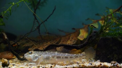 Wall Mural - wild caught predator monkey goby hunt for food on sandbed in biotope aquarium, attentive freshwater juvenile fish macro from Southern Bug river, highly adaptable species, explore and research