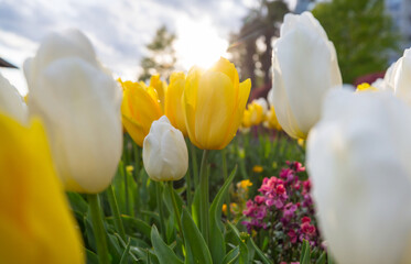 Canvas Print - Tulips