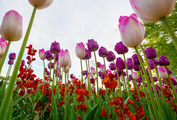 Wall Mural - Tulips