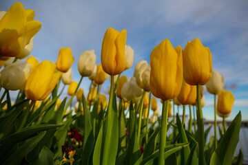 Sticker - Tulips