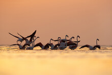 Greater Flamingos Ready To Takeoff At Asker Coast During Sunrise, Bahrain