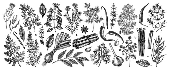 Wall Mural - Hand drawn herbs and spices sketches collection. Hand sketched food illustrations isolated on white. Vintage aromatic plants set in sketch style. Kitchen spice and herbs black and white drawings