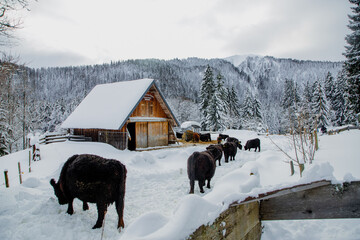 Canvas Print - Beautiful shot of snowy mountains,cows and cabins in Germany