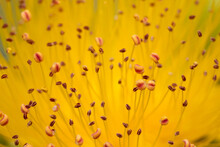 Yellow Flower And Its Bodies Inside, Anther