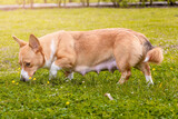 Fototapeta Psy - corgi breed dog in pregnancy, with puppies