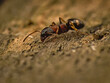 Ant on an old rotten board.