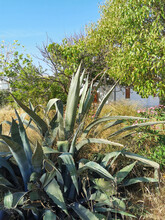 Tall Green Aloe Grows Next To Other Plants On The Lawn Against The Backdrop Of A White House. Close-up. Kusadasi, Turkey.
