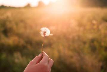 Sticker - dandelion in the sun on a sunny day in the morning sunlight.