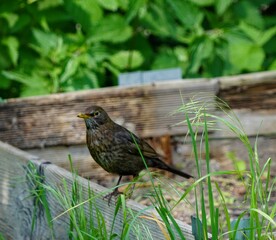 Poster - robin on the grass